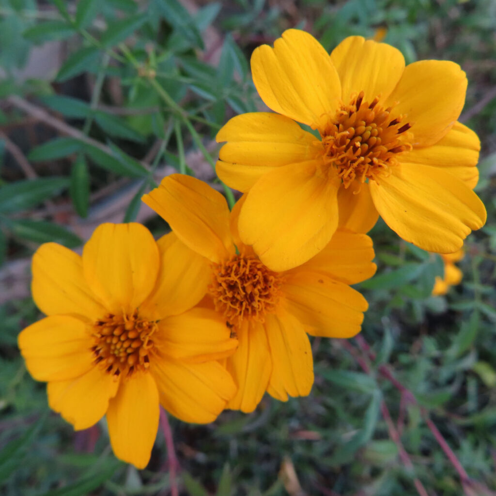 レモンマリーゴールドの黄色い花が三輪並んで咲く様子を上から捉えた写真。丸みのある花弁と中央の花芯がはっきり写り、背景に細長い葉が自然に広がる構図。