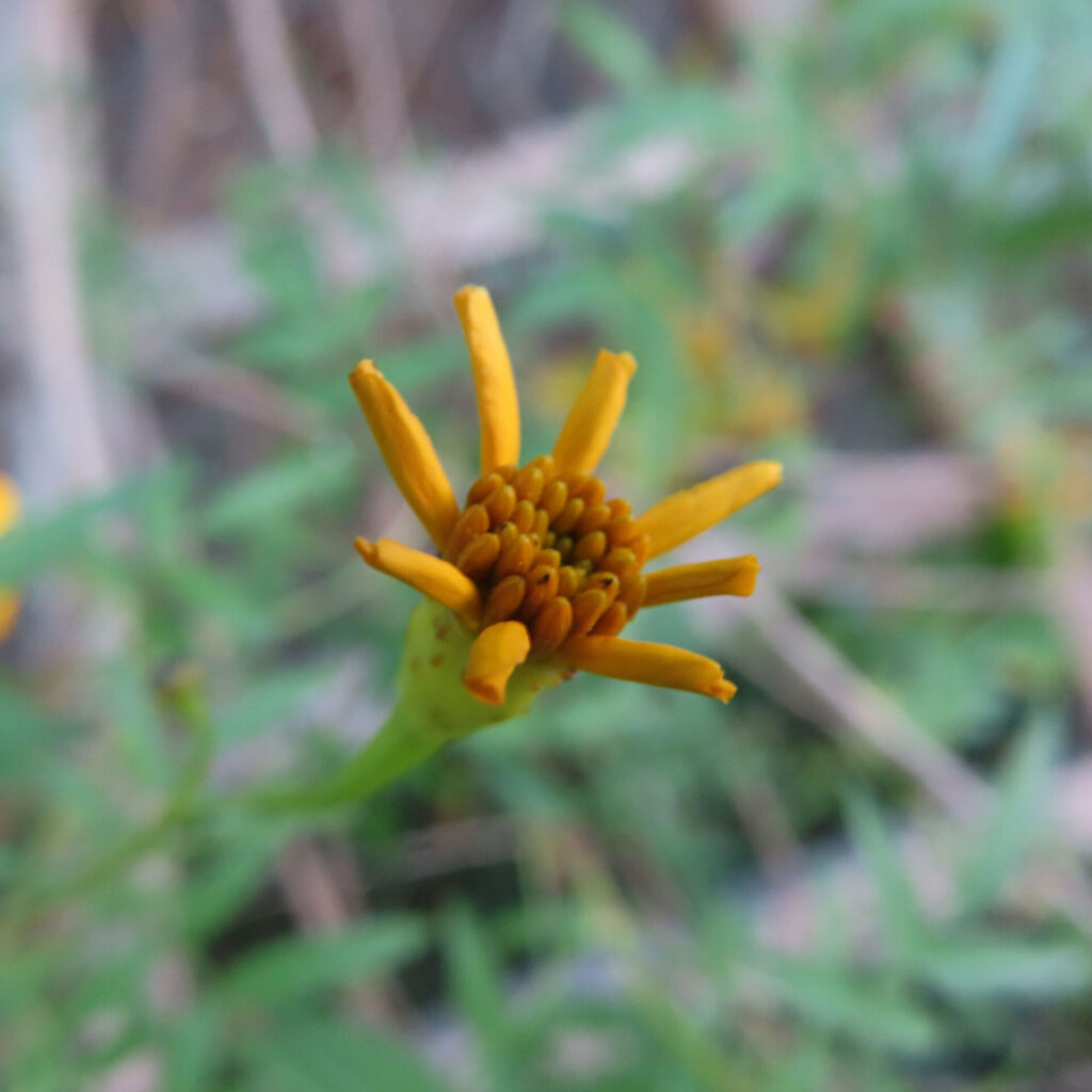 レモンマリーゴールドの咲き始めの花を上から捉えたクローズアップ写真。細長い黄色の花弁がまばらに立ち上がり、中央の粒状の花芯と緑の花托が背景の葉にやわらかくぼけて写る構図。