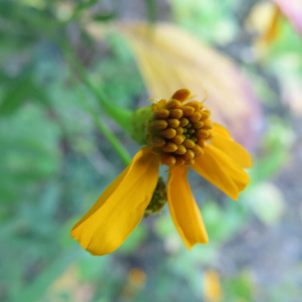 レモンマリーゴールドの花を横から捉えたクローズアップ写真。黄色い花弁が下向きに垂れ、中央の粒状の花芯と緑の茎が背景の葉とともに柔らかくぼけて写る自然な構図。