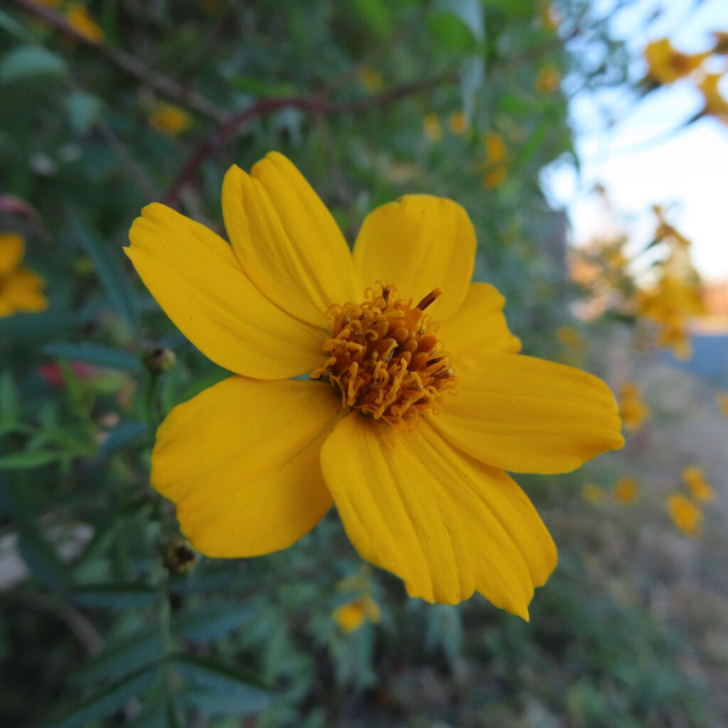 レモンマリーゴールドの花を正面から捉えたクローズアップ写真。鮮やかな黄色の花弁が大きく開き、中央の橙色の花芯と周囲の細長い葉が背景に自然にぼけて写る構図。