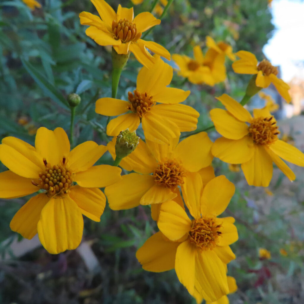 レモンマリーゴールドの黄色い花が群生して咲く様子を捉えた写真。複数の花が重なり合い、丸みのある花弁と橙色の花芯、蕾や細長い葉が背景に自然に広がる構図。