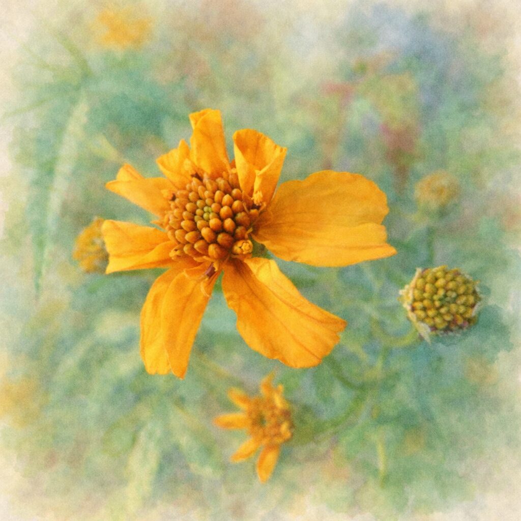 レモンマリーゴールドを描いた優しい質感の手描き水彩画風イラスト。黄色い花を主役に、蕾と葉をふんわりと配置した正方形の柔らかな絵画表現。