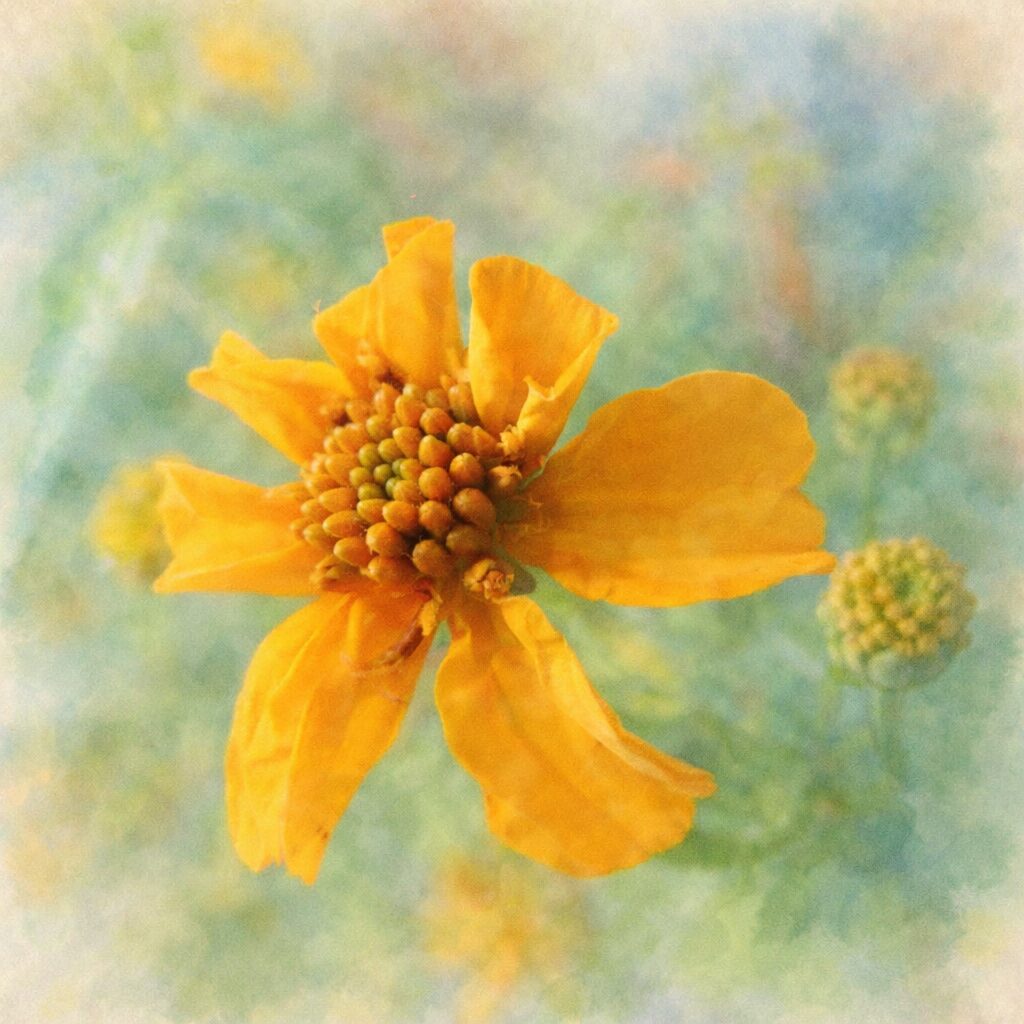 レモンマリーゴールドをモチーフにした、優しい質感の手描き水彩画風イラスト。黄色い花を主役に、中心の粒状部分と花弁をふんわり描き、背景を淡くぼかした正方形の絵画表現。