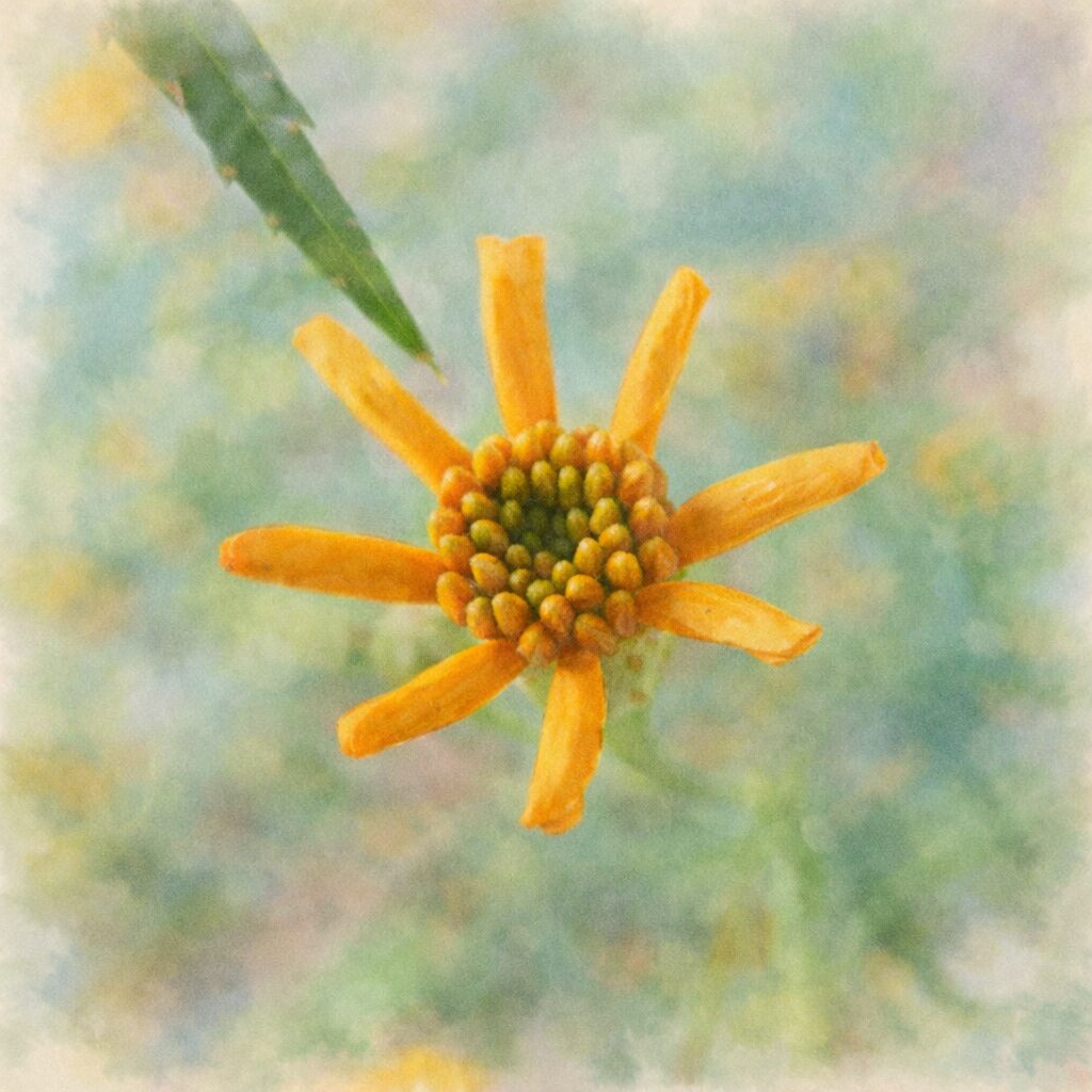 レモンマリーゴールドを描いた優しい質感の手描き水彩画風イラスト。細い黄色の花弁と中央の粒状部分を主役に、背景をふんわりとぼかした正方形の柔らかな絵画表現。