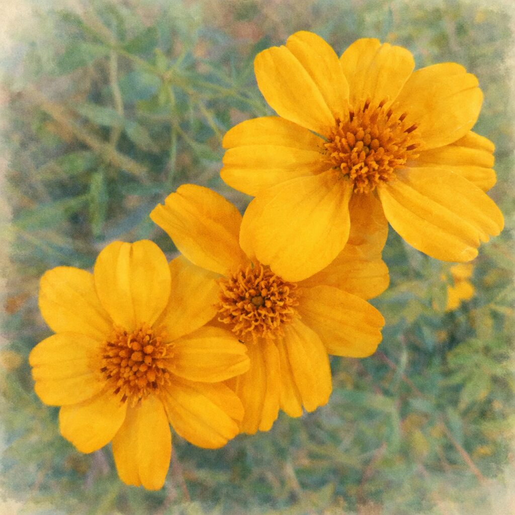 レモンマリーゴールド三輪を描いた、優しい質感の手描き水彩画風イラスト。鮮やかな黄色の花を主役に、葉を淡くぼかして表現した正方形の柔らかな絵画調作品。