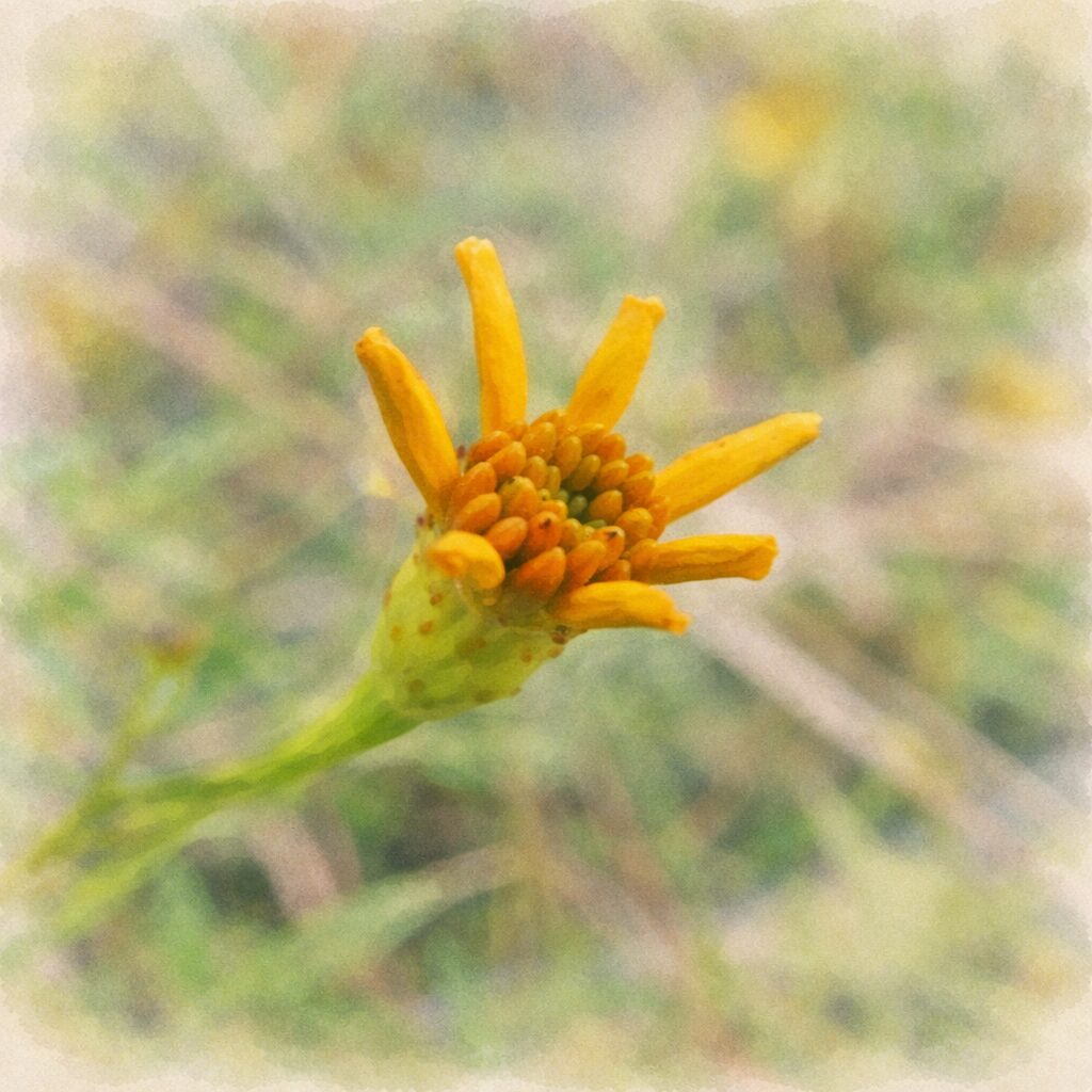 レモンマリーゴールドの咲き始めを描いた、優しい質感の手描き水彩画風イラスト。細い黄色の花弁と中央の粒状部分を主役に、背景を淡くにじませた正方形の柔らかな絵画表現。