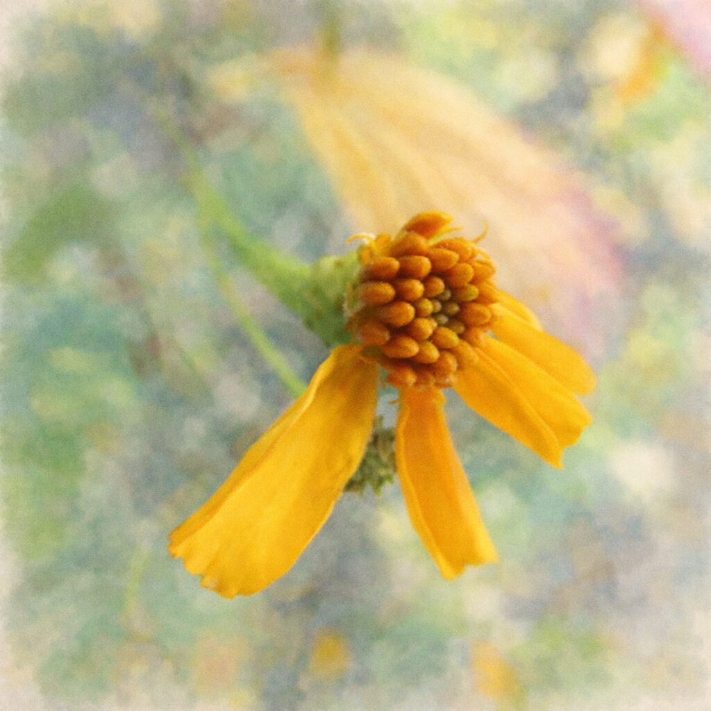 レモンマリーゴールドをモチーフにした、優しい質感の手描き水彩画風イラスト。下向きに広がる黄色の花弁と粒状の花芯を主役に、背景を淡くにじませた正方形の柔らかな絵画表現。