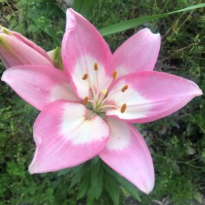 写真撮影者ふくふくろうのプロフィールアイコン