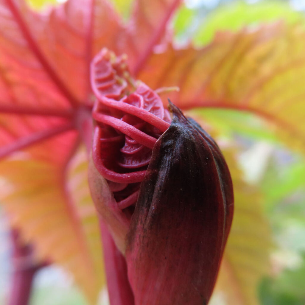 トウゴマ（唐胡麻）の無料写真