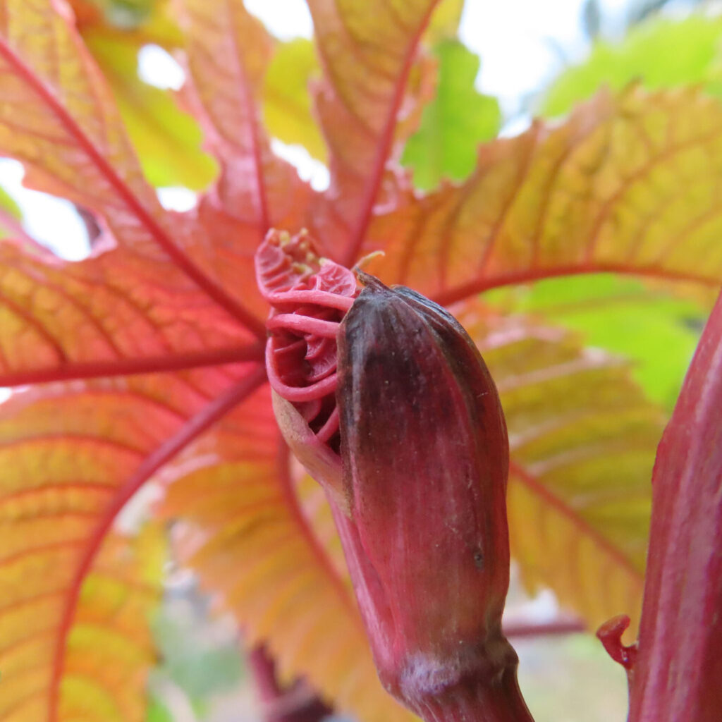 トウゴマ（唐胡麻）の無料写真