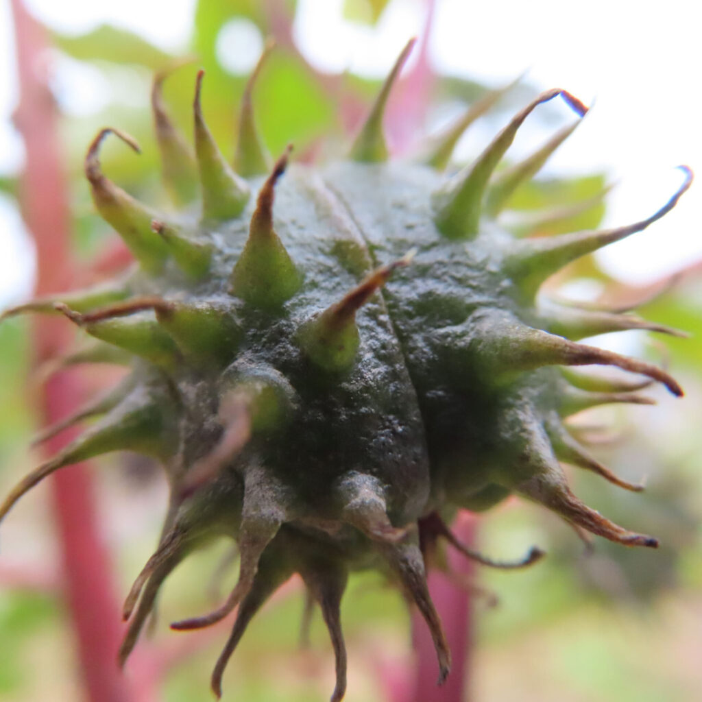 トウゴマ（唐胡麻）の無料写真