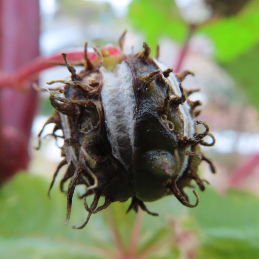 トウゴマ（唐胡麻）の無料写真