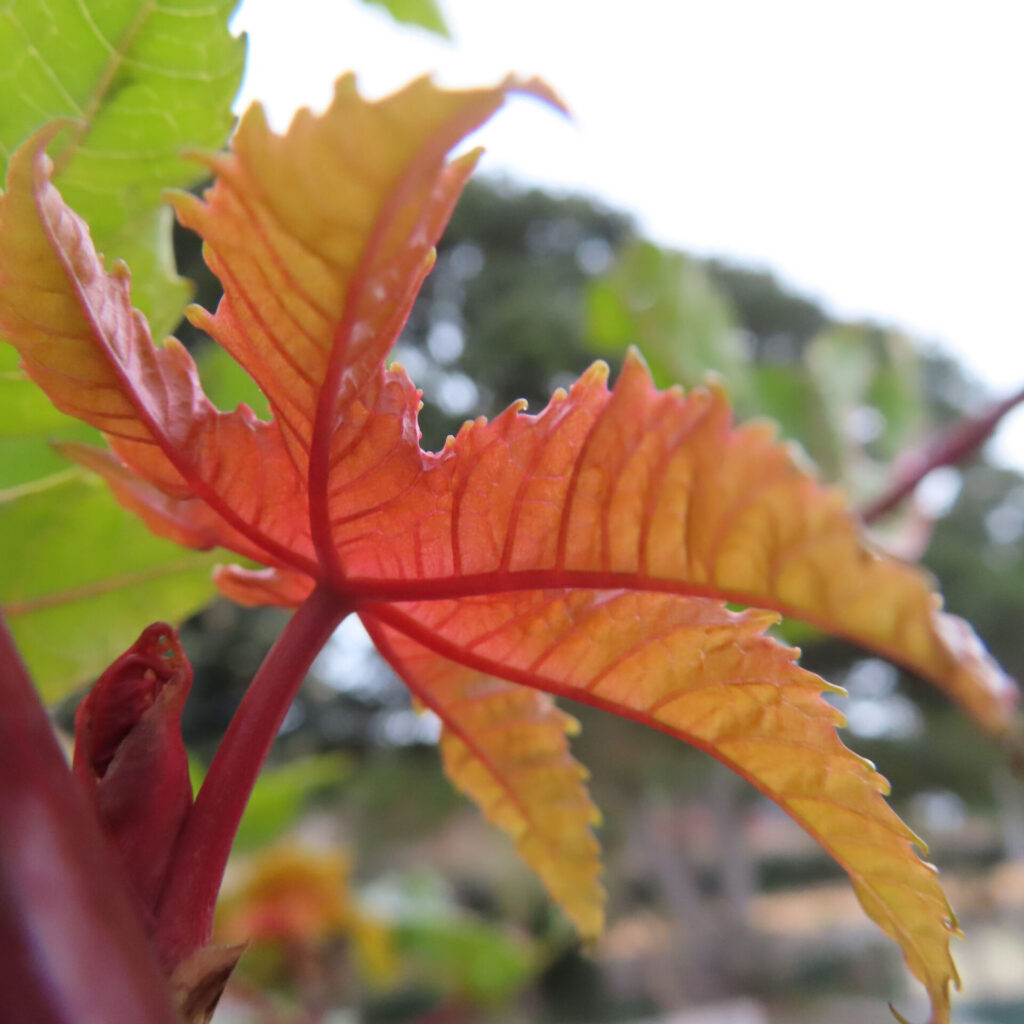 トウゴマ（唐胡麻）の無料写真