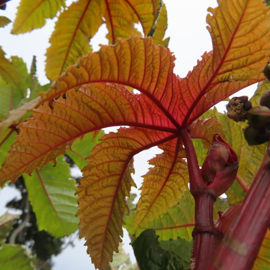 トウゴマ（唐胡麻）の無料写真