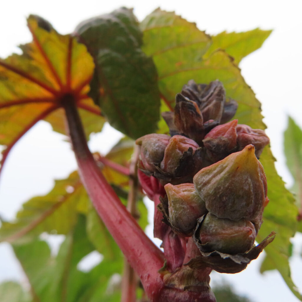 トウゴマ（唐胡麻）の無料写真