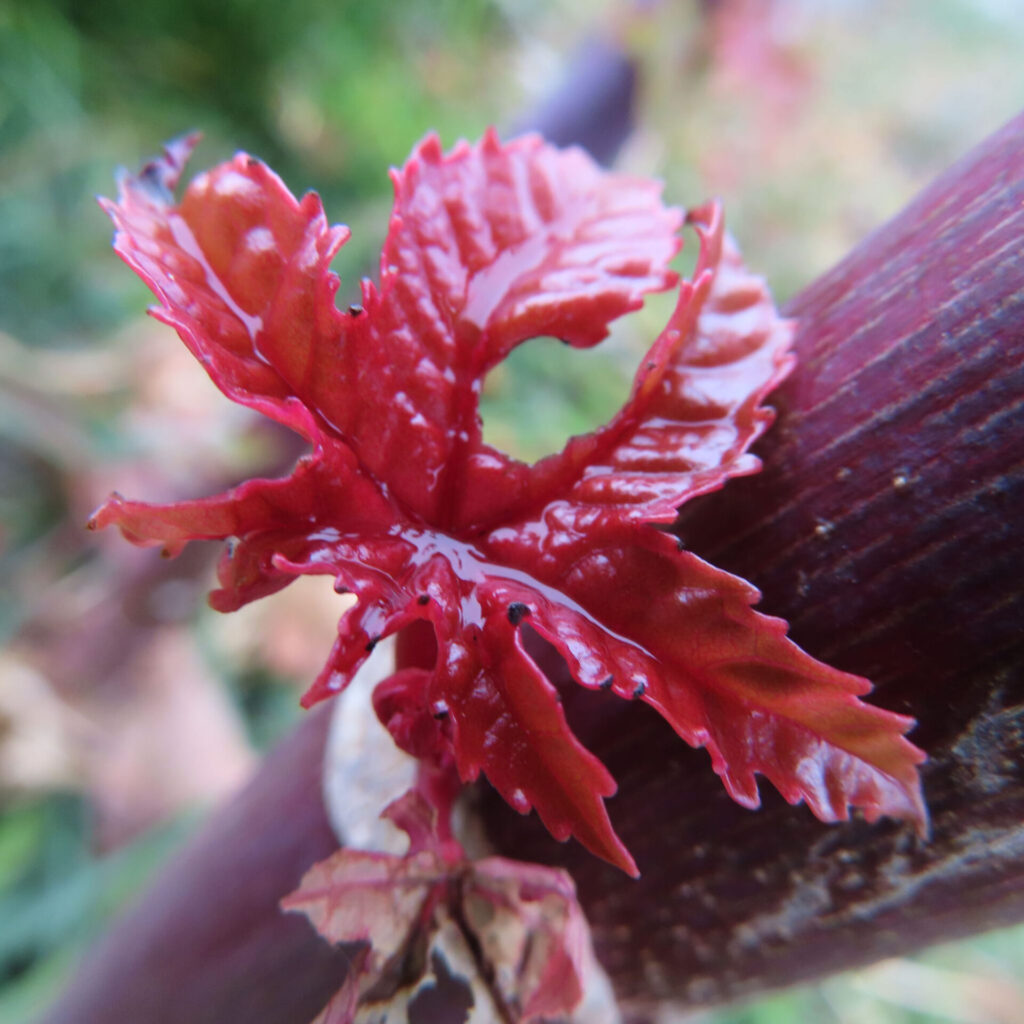 トウゴマ（唐胡麻）の無料写真