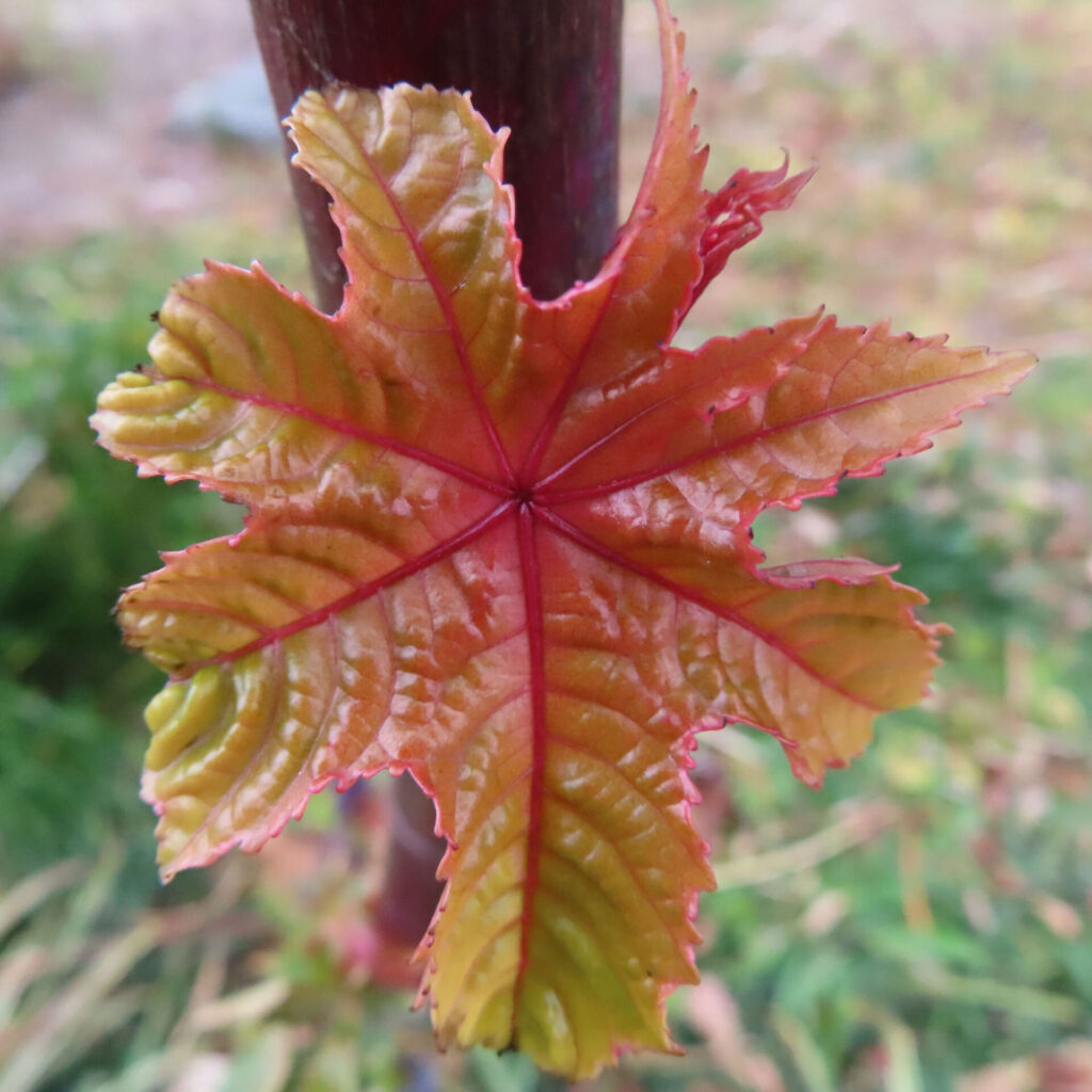 トウゴマ（唐胡麻）の無料写真