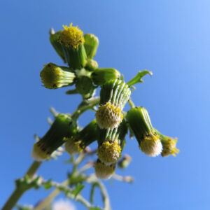 ノボロギクの花を撮影した無料写真素材