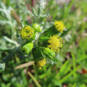 ノボロギクの花を撮影した無料写真素材
