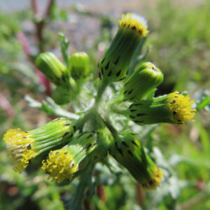 ノボロギクの花を撮影した無料写真素材