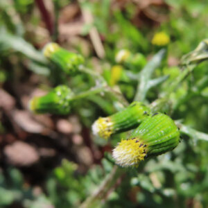 ノボロギクの花を撮影した無料写真素材