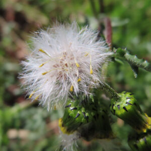 ノボロギクの花を撮影した無料写真素材