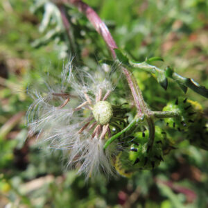 ノボロギクの花を撮影した無料写真素材