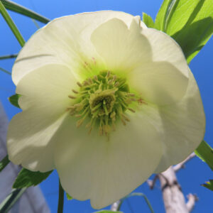 クリスマスローズの花を撮影した無料写真素材
