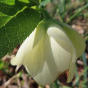 クリスマスローズの花を撮影した無料写真素材