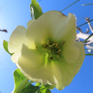 クリスマスローズの花を撮影した無料写真素材