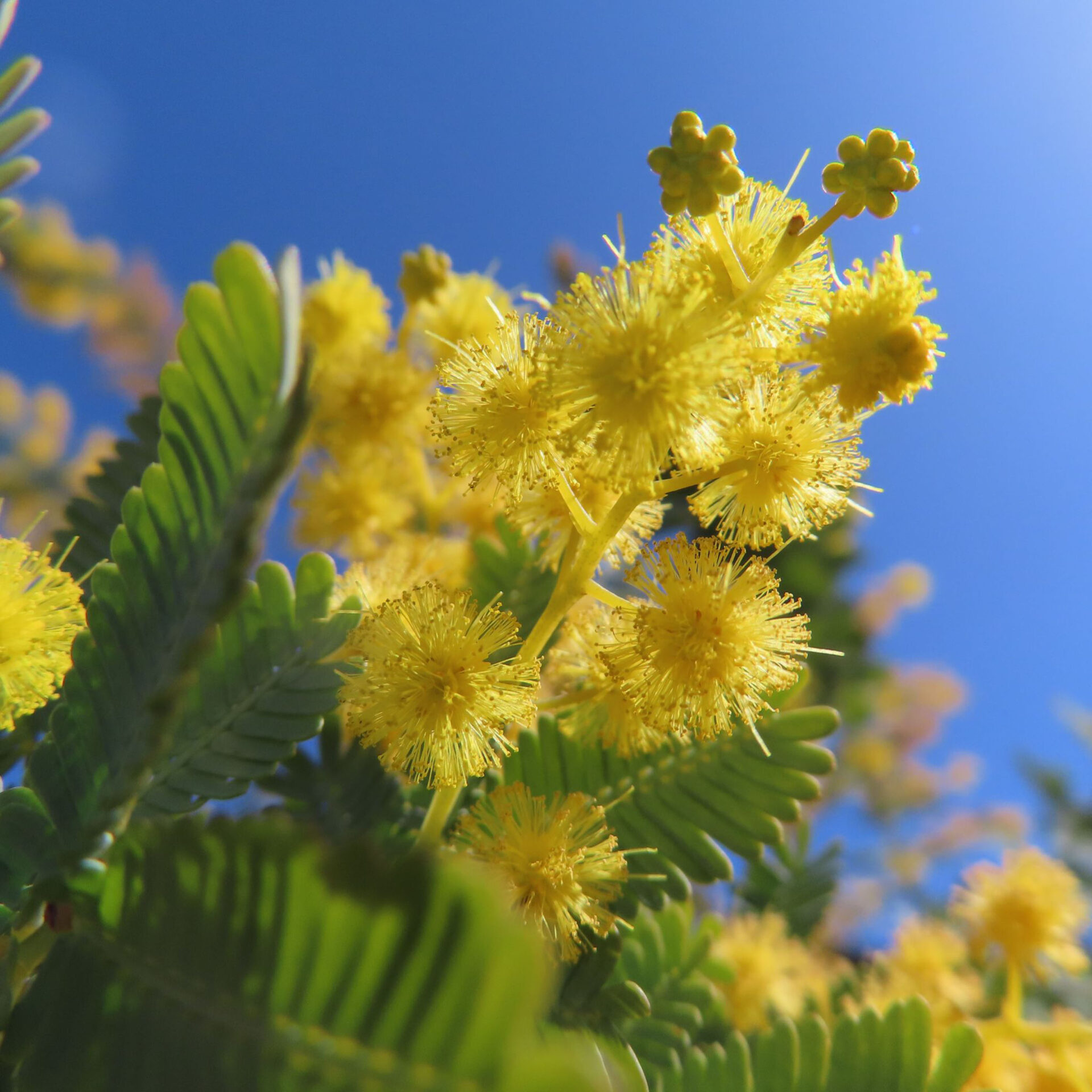 日本で春にミモザが黄色い花を咲かせています