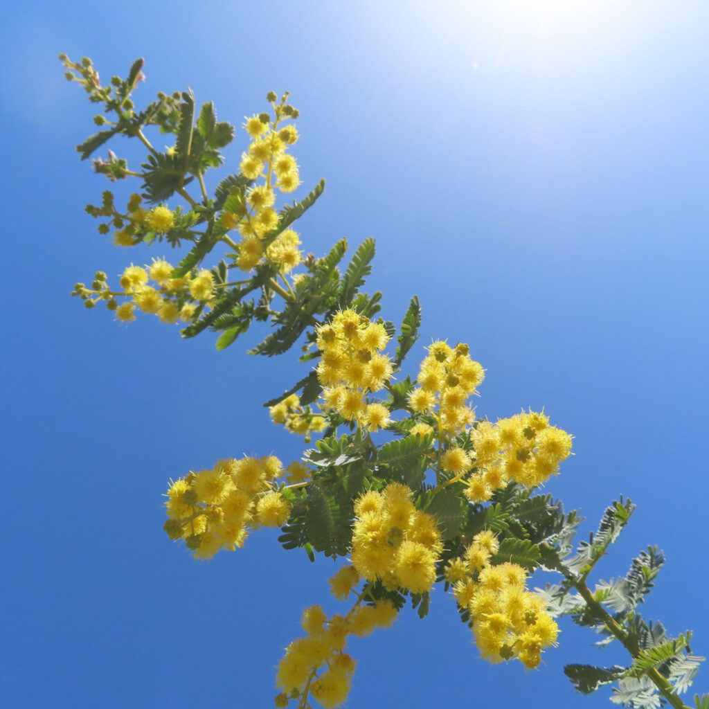 日本で春にミモザが黄色い花を咲かせています