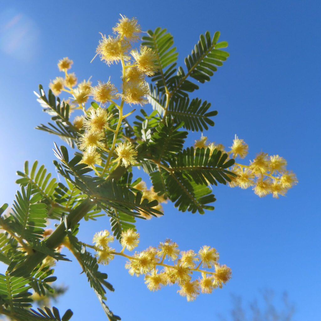日本で春にミモザが黄色い花を咲かせています