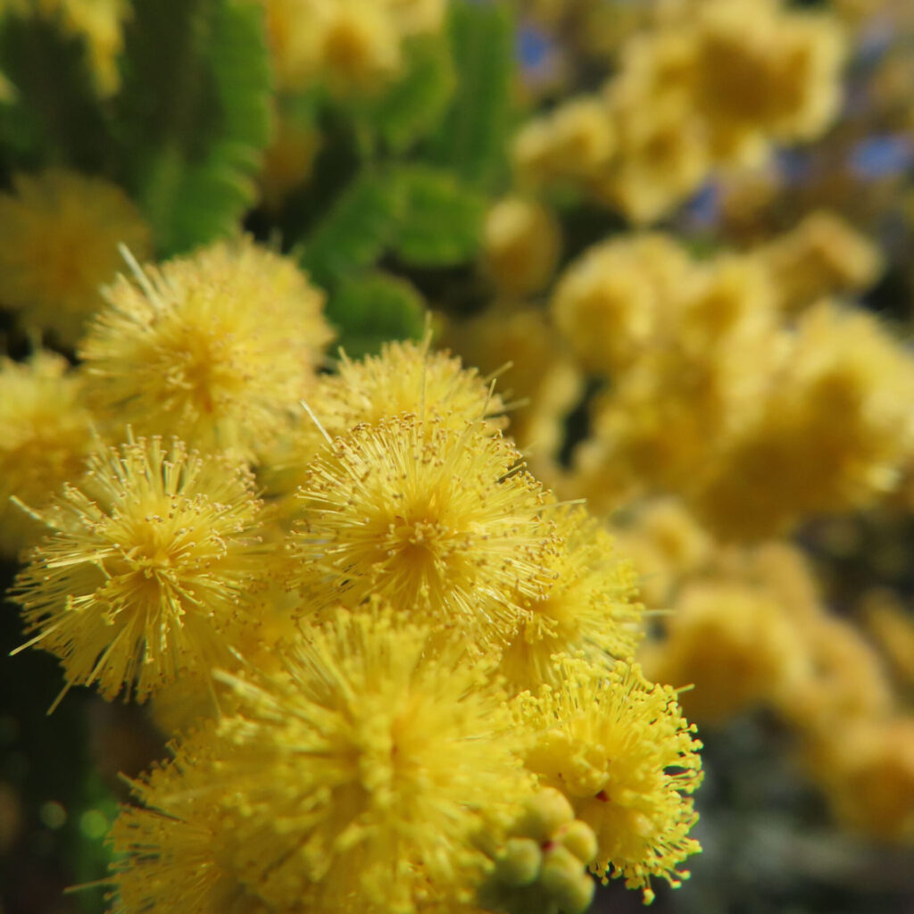 日本で春にミモザが黄色い花を咲かせています