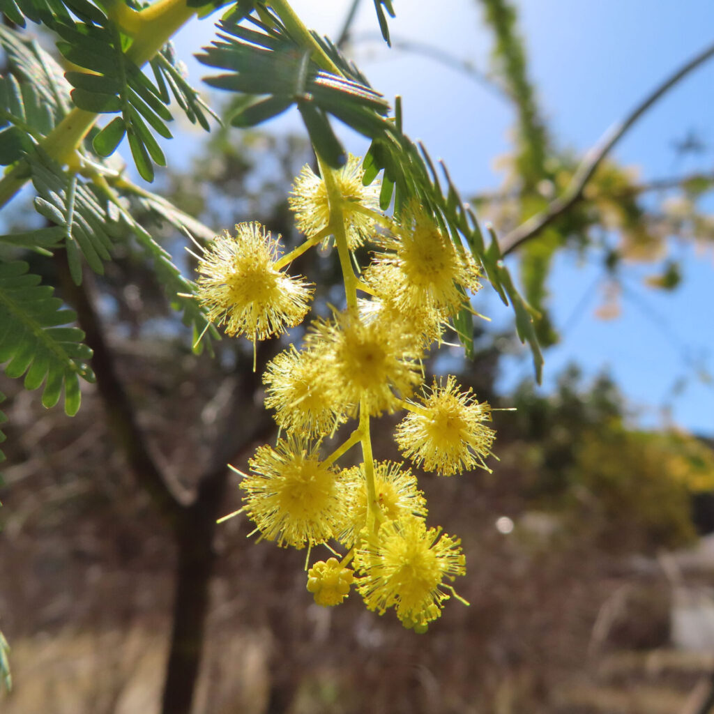 日本で春にミモザが黄色い花を咲かせています