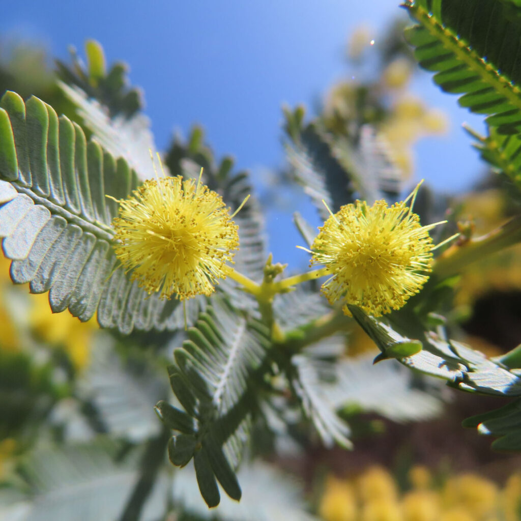 日本で春にミモザが黄色い花を咲かせています