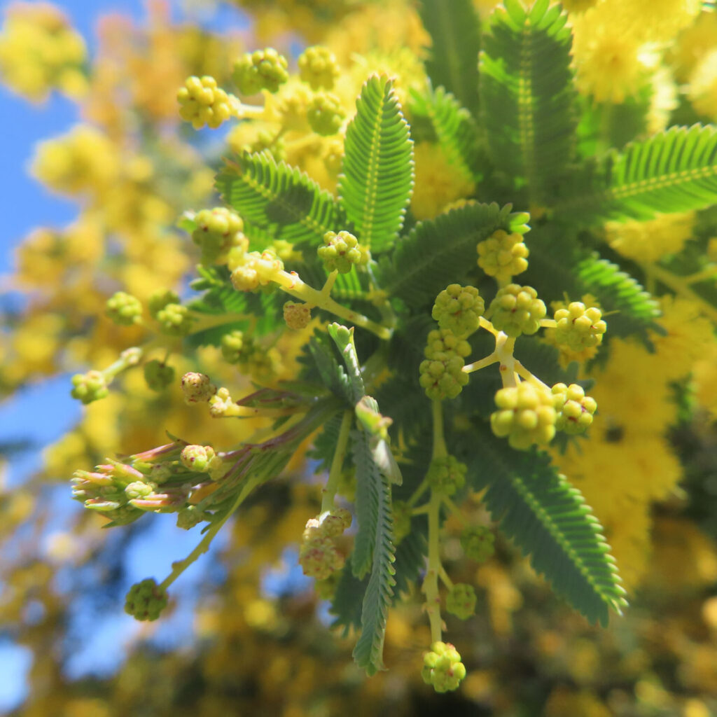 日本で春にミモザが黄色い花を咲かせています