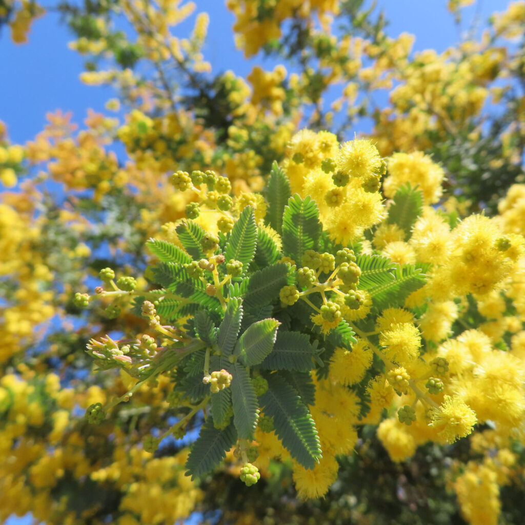 日本で春にミモザが黄色い花を咲かせています