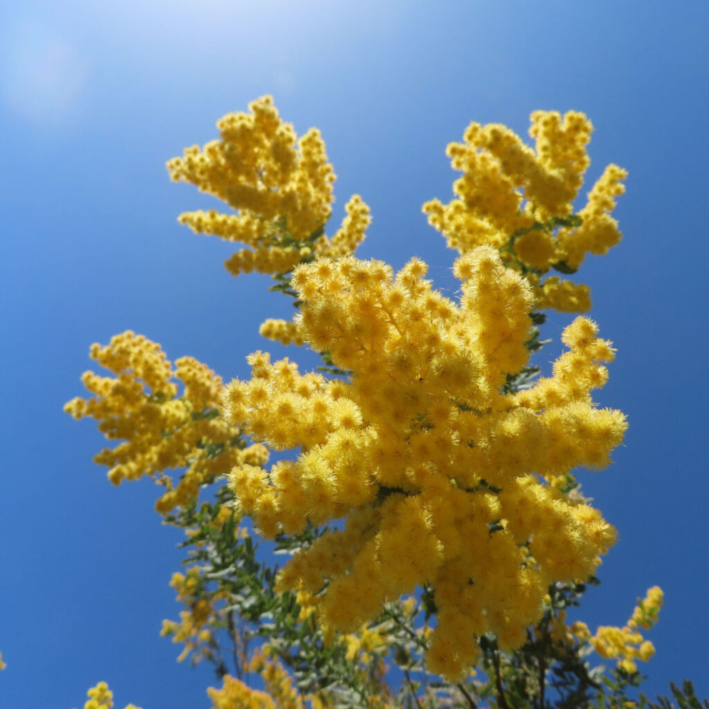 日本で春にミモザが黄色い花を咲かせています