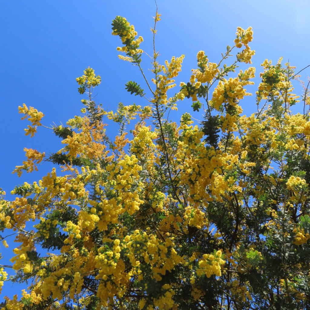 日本で春にミモザが黄色い花を咲かせています