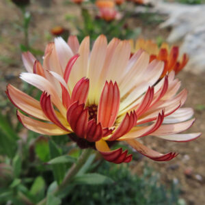 キンセンカの金盞花を撮影した花写真