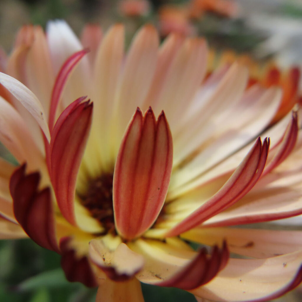 キンセンカの無料(フリー)写真