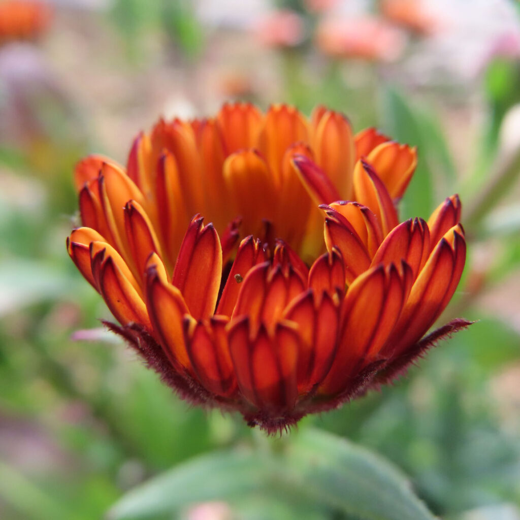 キンセンカの無料(フリー)写真