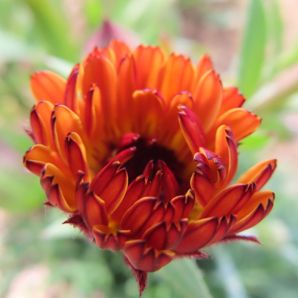 キンセンカの無料(フリー)写真