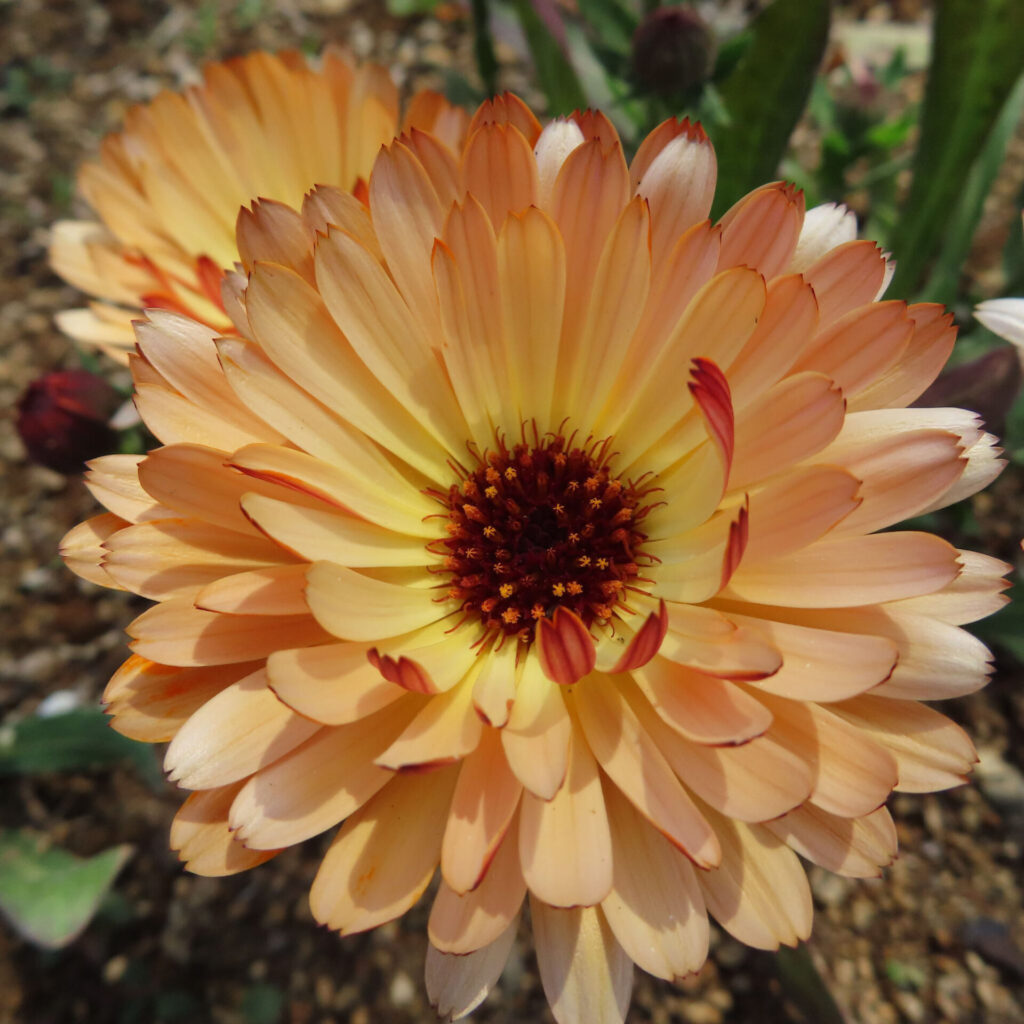 キンセンカの無料(フリー)写真