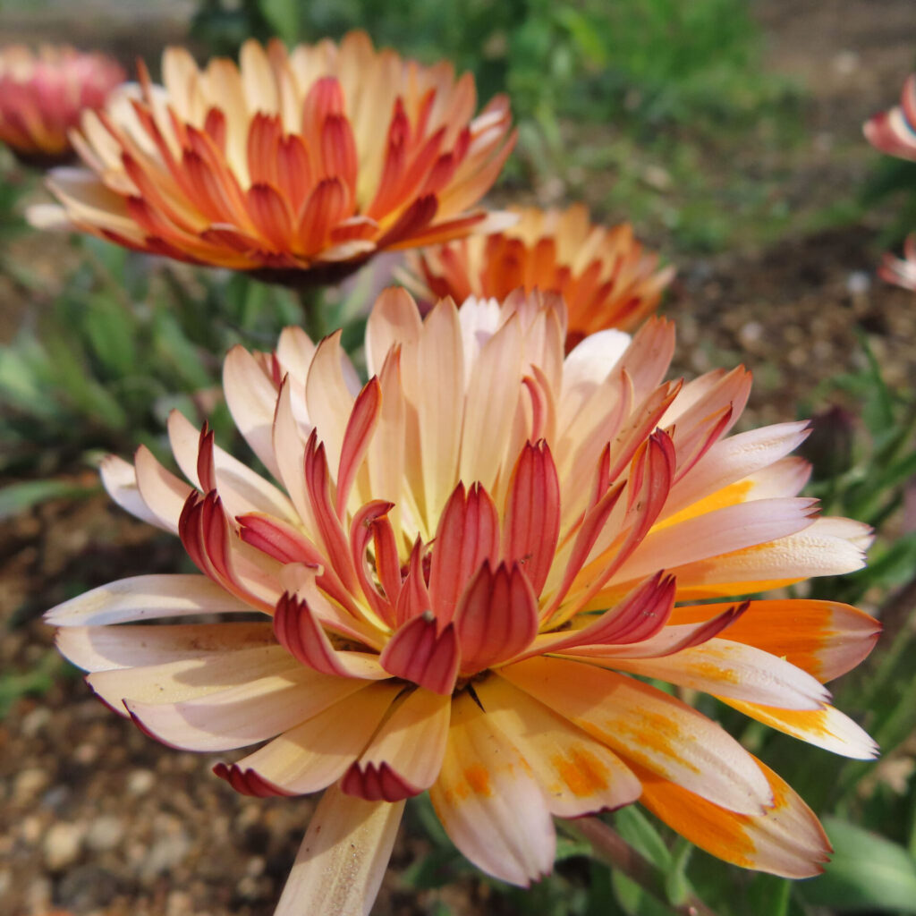 キンセンカの無料(フリー)写真