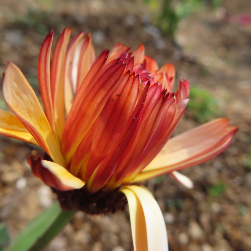 キンセンカの無料(フリー)写真