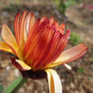 キンセンカの金盞花を撮影した花写真