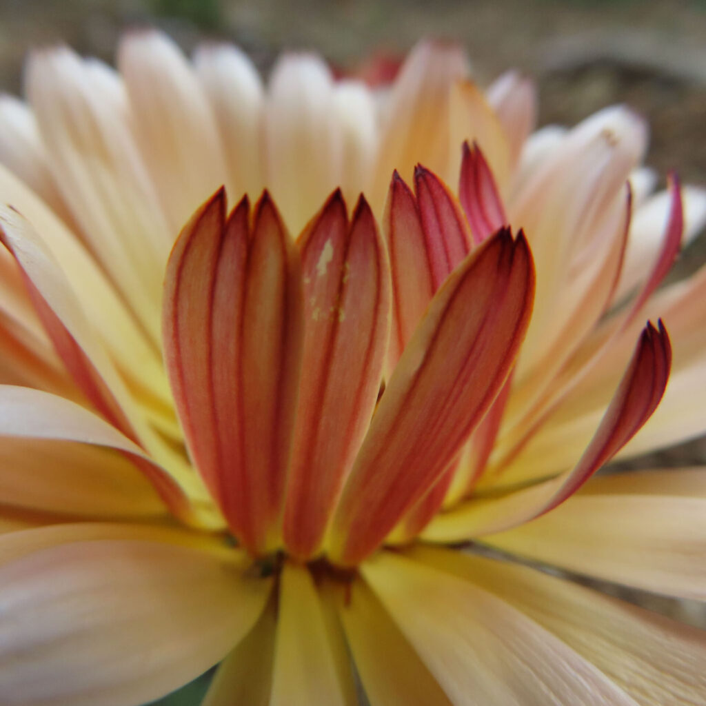 キンセンカの無料(フリー)写真