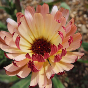 キンセンカの金盞花を撮影した花写真